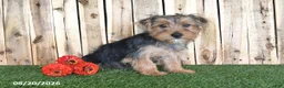 Yorkshire Terrier dogs for sale: Dalas - Ad 4