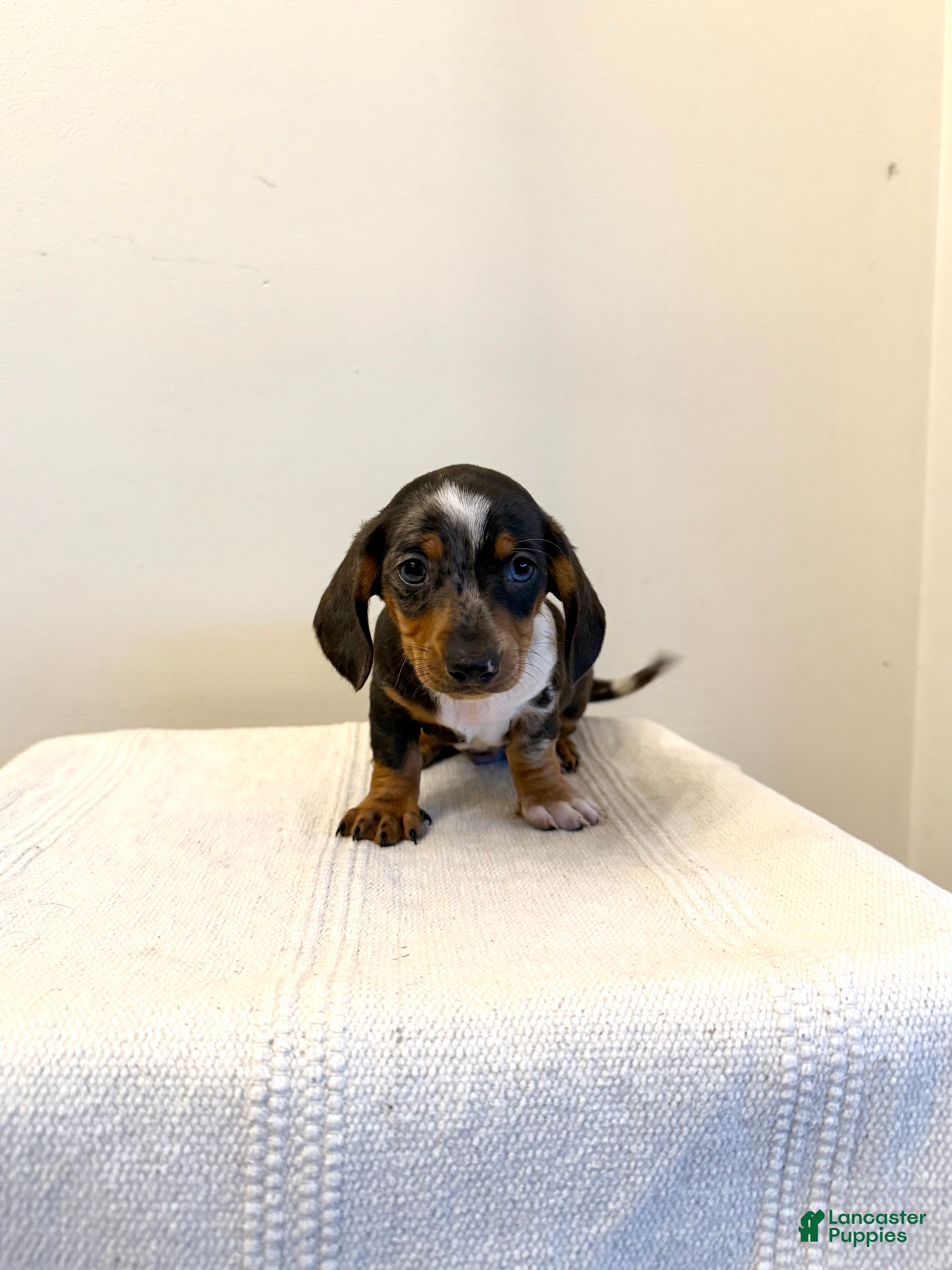 Miniature Dachshund dogs Jones - Ad 41