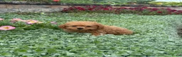 Toy Poodle dogs for sale: Paddy  - Ad 3