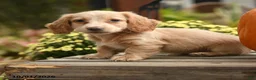Dachshund dogs for sale: Fauna - Ad 2