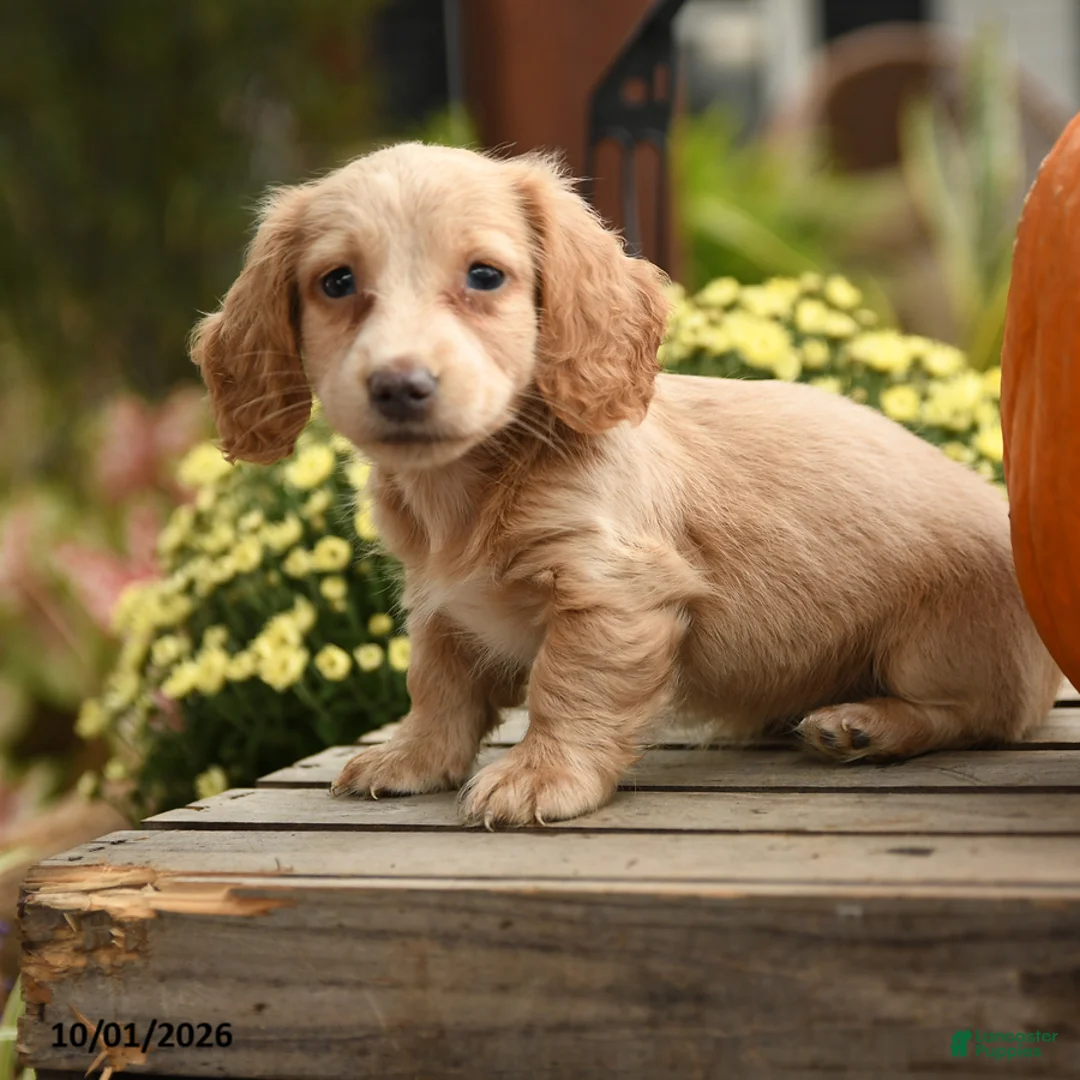 Dachshund dogs for sale: Fauna - Ad 2