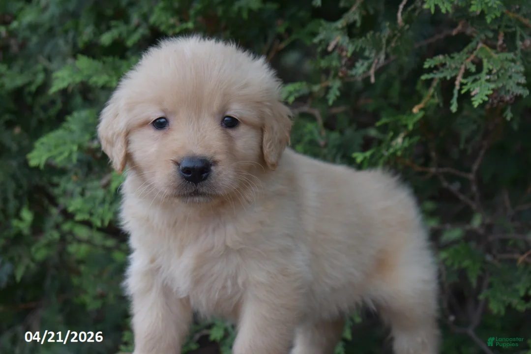 Golden Retriever dogs for sale: Noah - Ad 2
