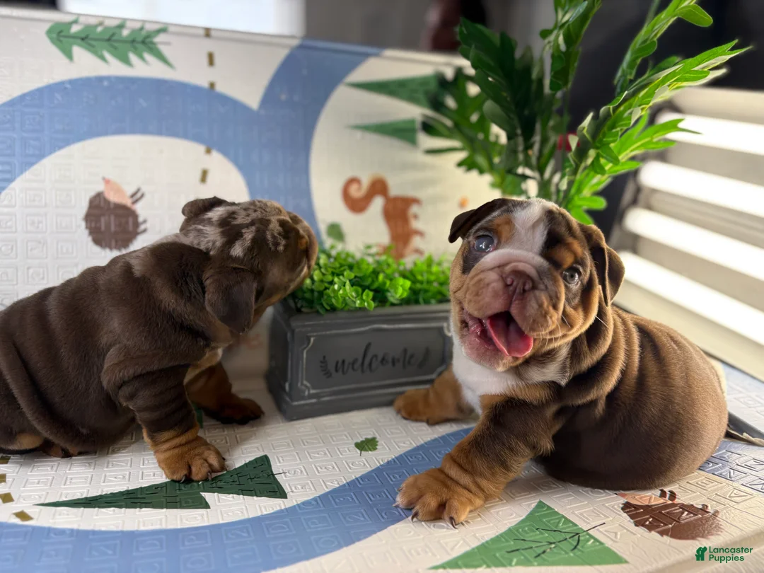 English Bulldog dogs for sale: Rubble - Ad 2