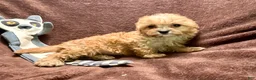 Cavapoo dogs for sale: Ruby - Ad 6