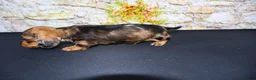 Miniature Dachshund dogs for sale: Horton - Ad 19