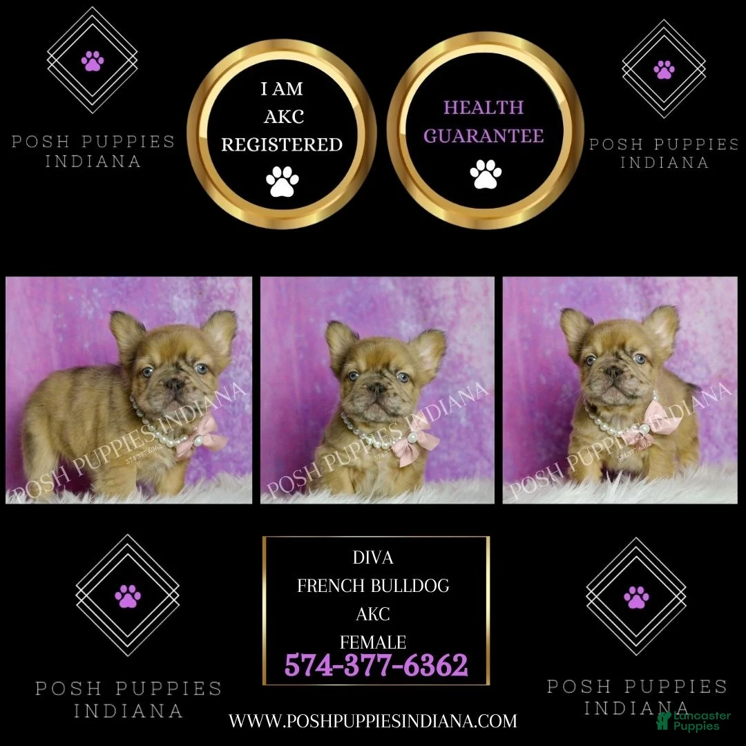 French Bulldog dogs for sale: Diva - Ad 2