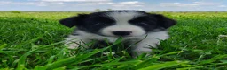 Border Collie dogs for sale: Piper - Ad 16