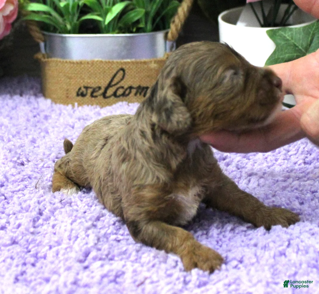 Cavapoo dogs for sale: #2 Female (Dawn's) - Ad 2