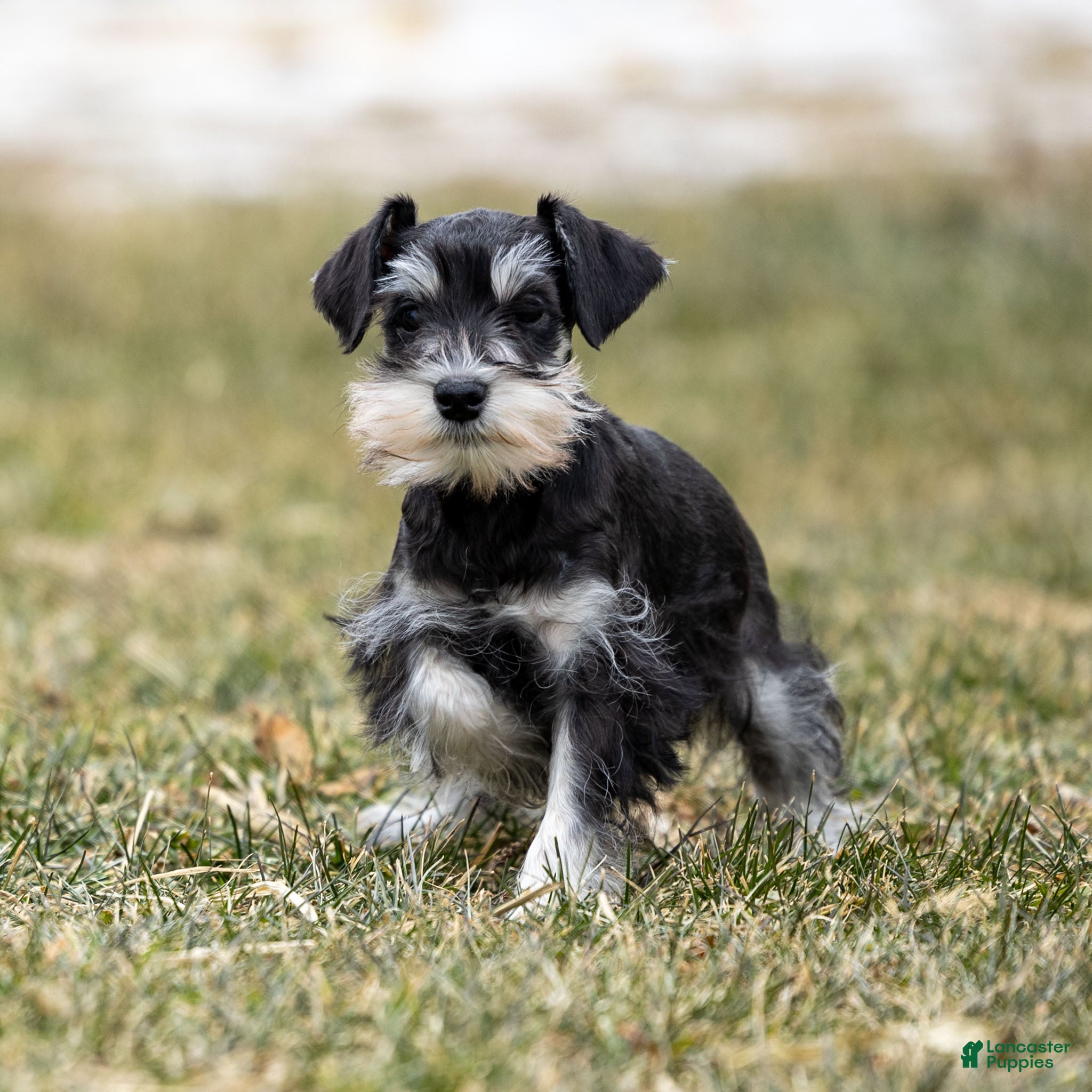 Miniature Schnauzer dogs Yetta - Ad 17