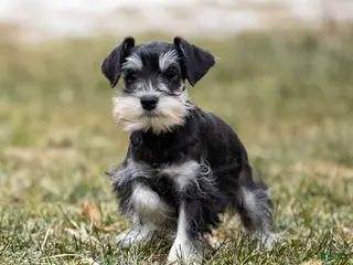 Miniature Schnauzer dogs Yetta - Ad 8