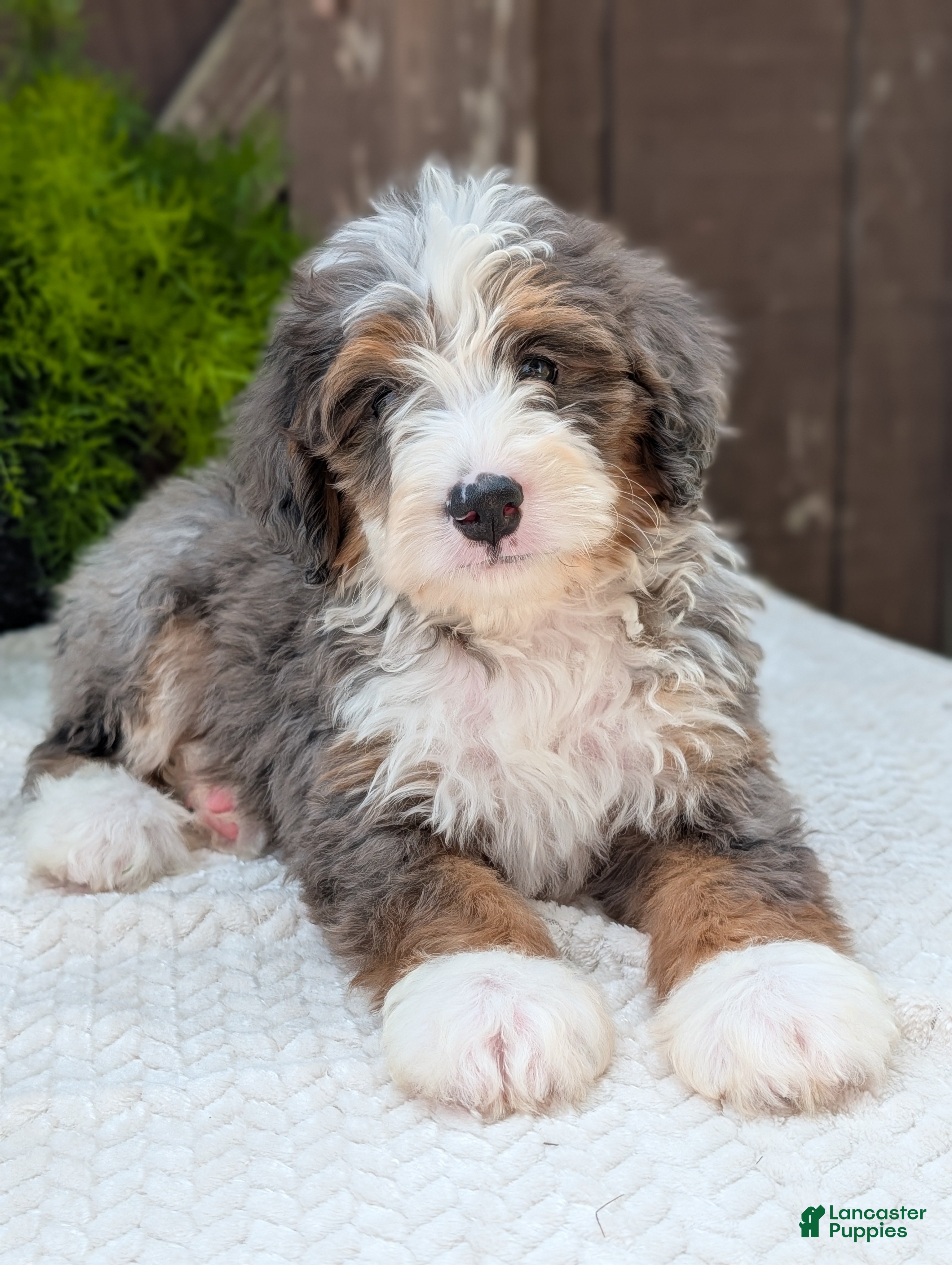 Mini Bernedoodle dogs Mini Bodie  - Ad 1