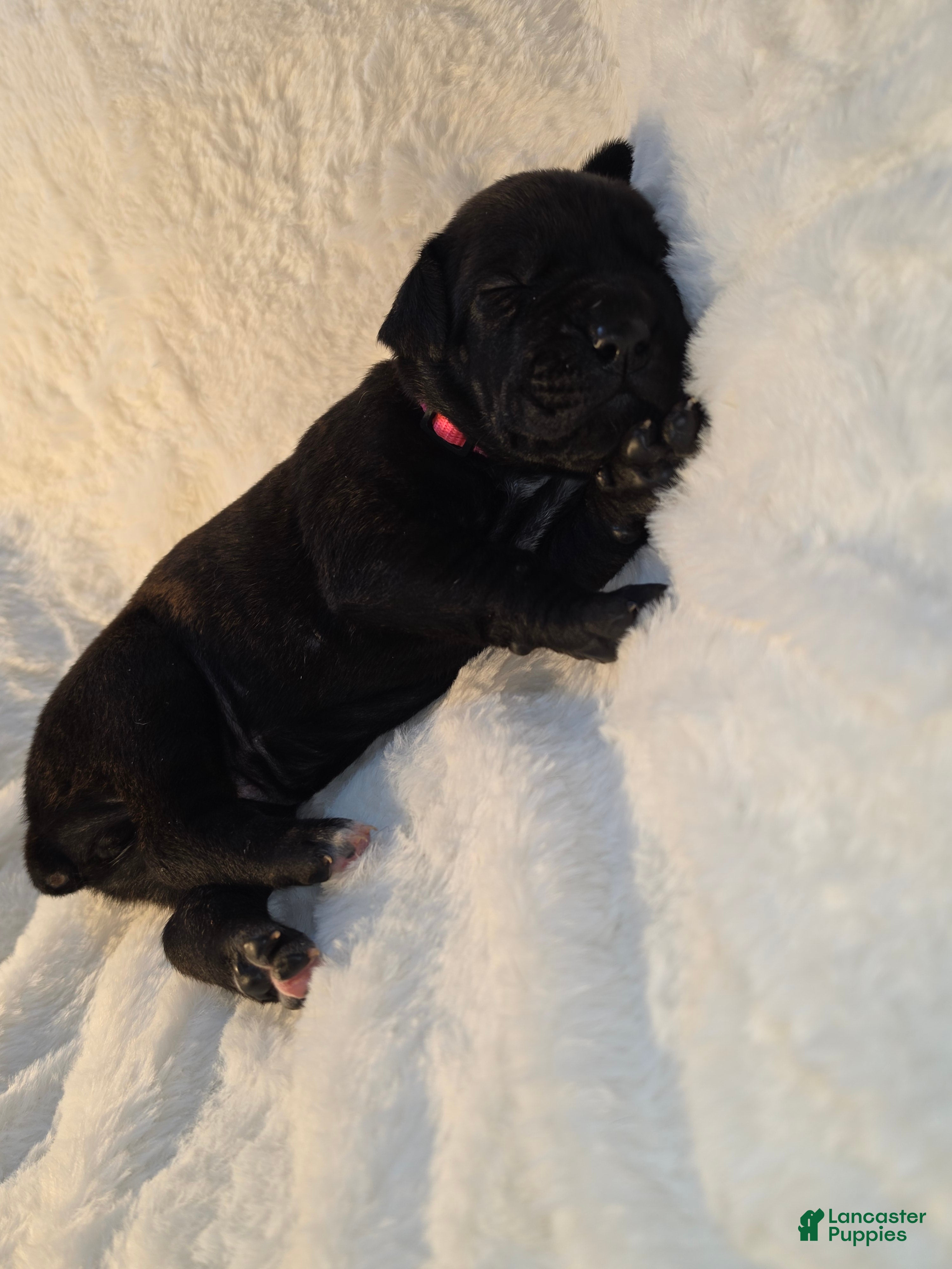 Cane Corso dogs Cane Corso Puppy 7 - Ad 32