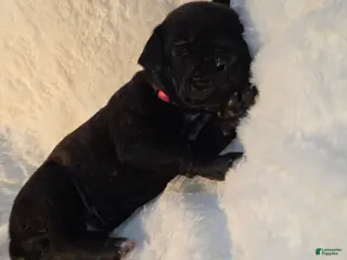 Cane Corso dogs Cane Corso Puppy 7 - Ad 18
