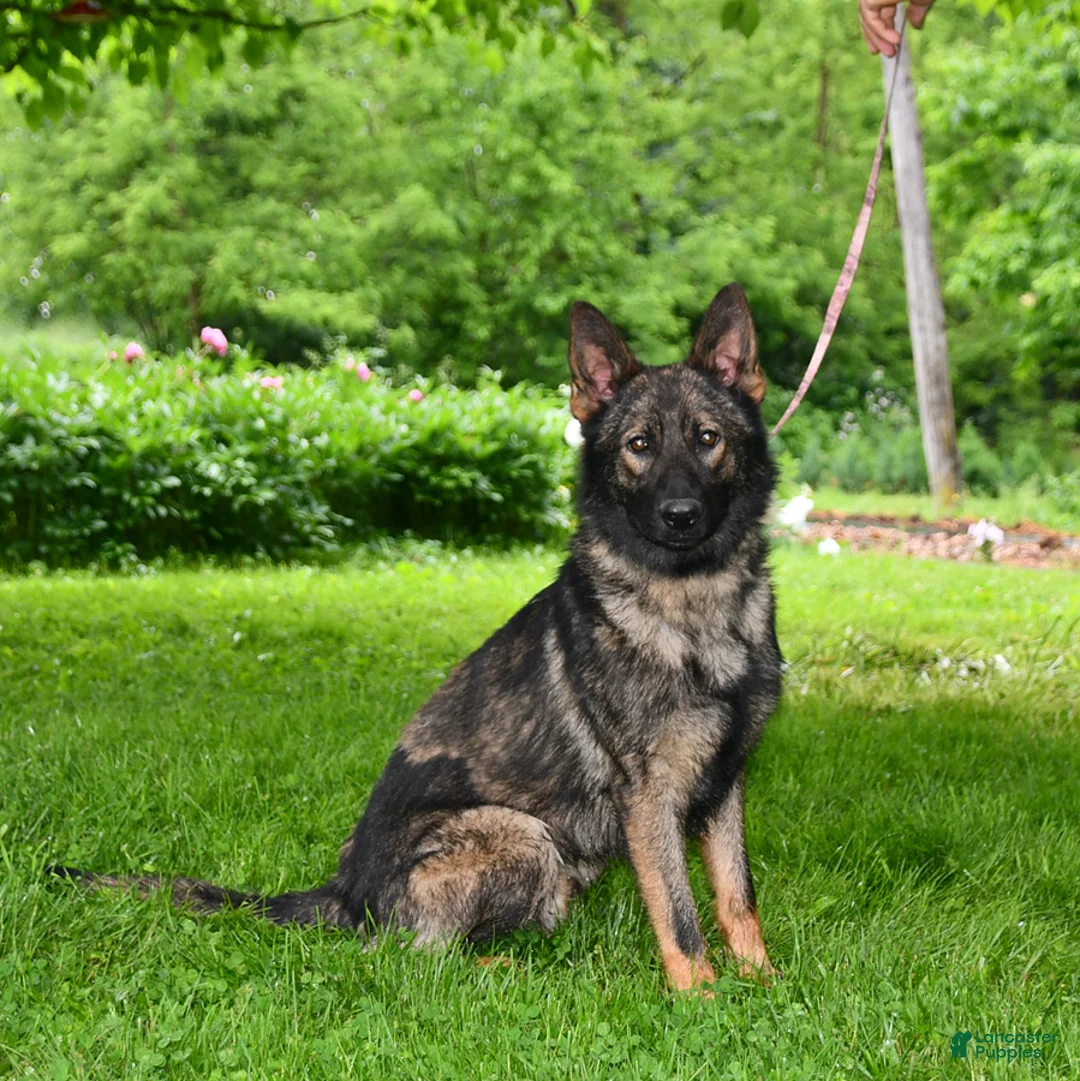 German Shepherd dogs for sale: Rambo - Ad 6