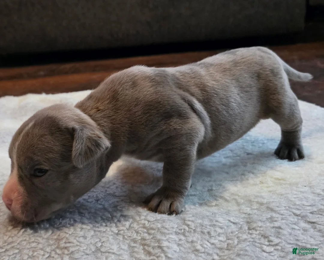 American Bully dogs for sale: Shadow - Ad 26