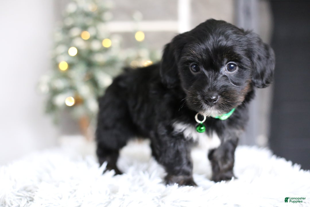Yorkiepoo dogs for sale: Winston - Ad 10