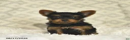 Yorkshire Terrier dogs for sale: Luke  - Ad 3