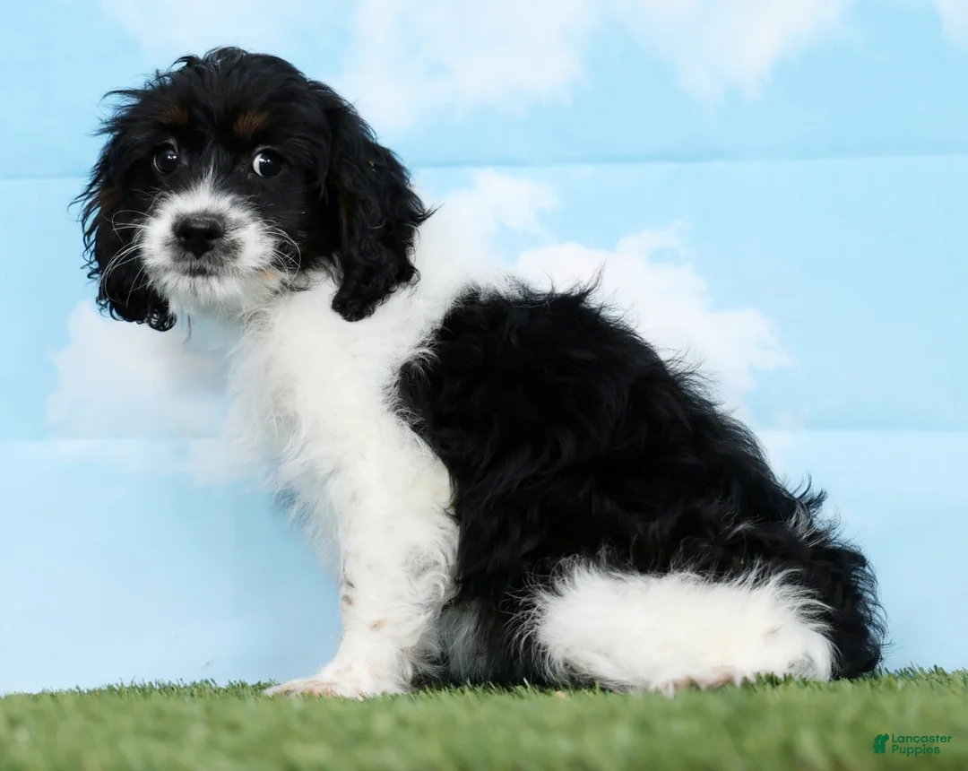 Cockapoo dogs for sale: Truffle - Ad 5