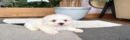 Mixed Breed dogs for sale: Lhasa/Coton male 3 - Ad 4