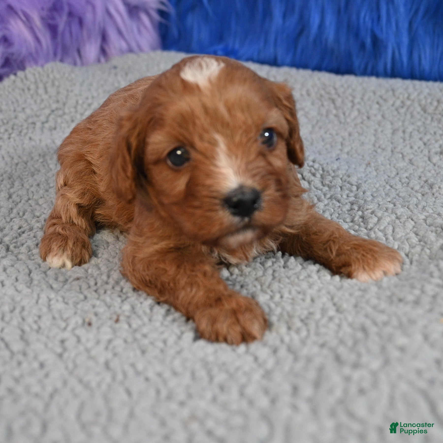 Cavapoo dogs for sale: Cavapoo 1 - Ad 1