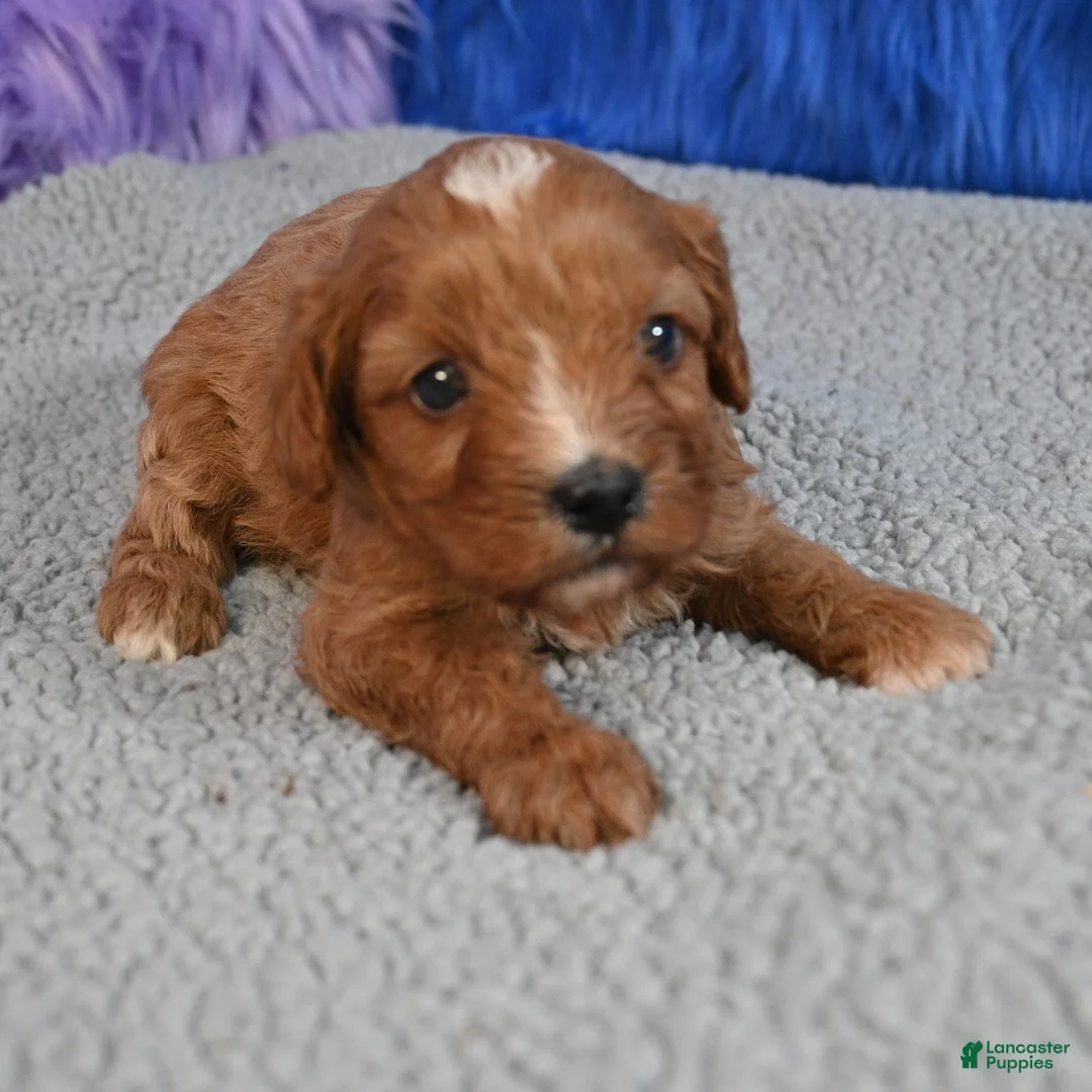 Cavapoo dogs for sale: Cavapoo 1 - Ad 1