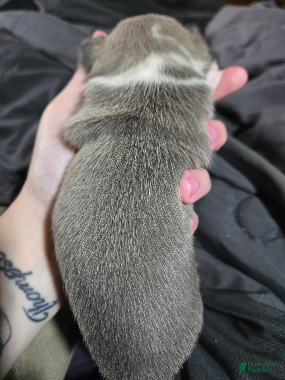 Chihuahua dogs for sale: Chihuahua 4 - Ad 2