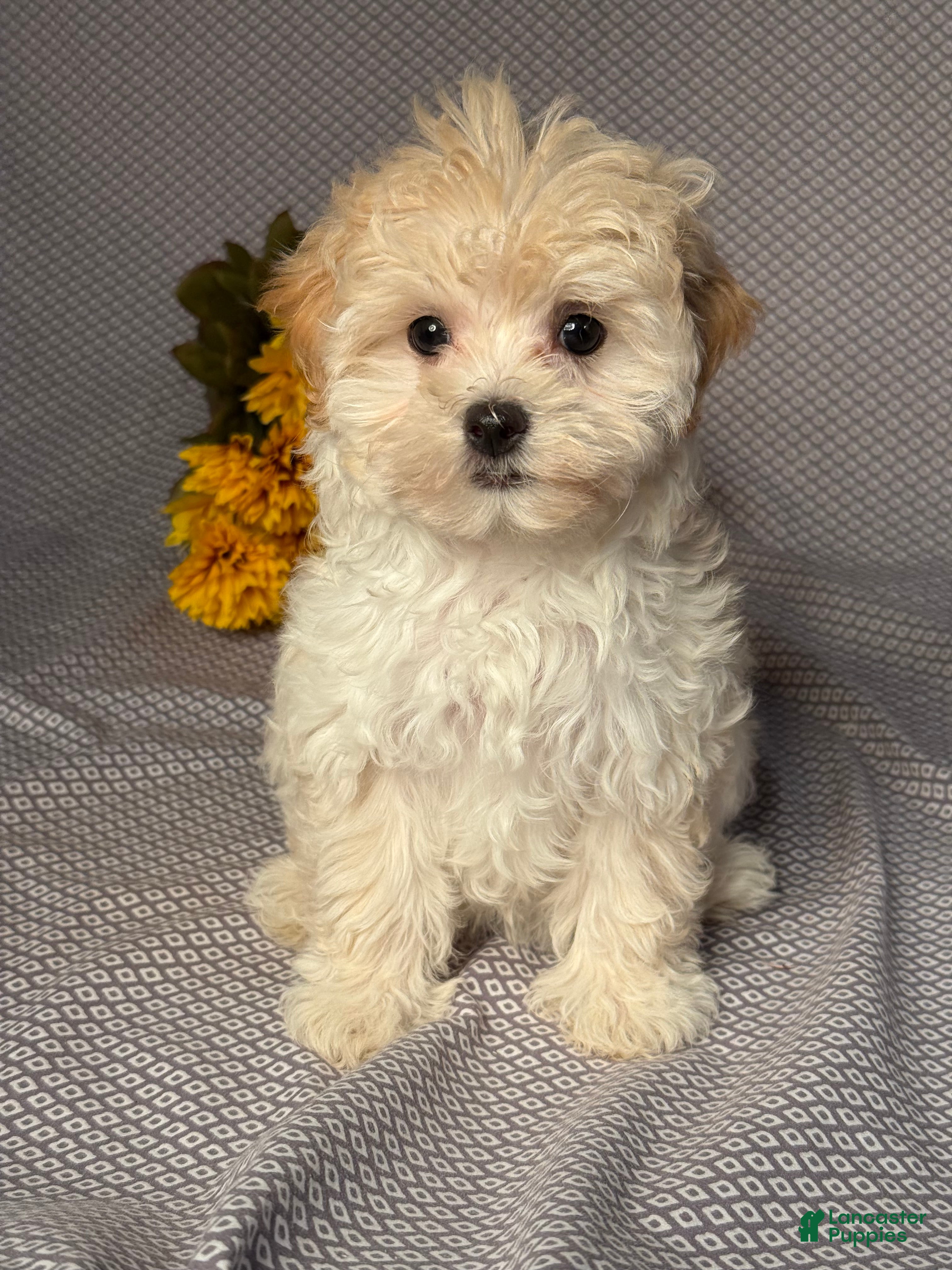 Lily (Maltipoo, Female) in Sugarcreek, OH