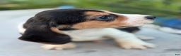 Beagle dogs for sale: Gus - Ad 2