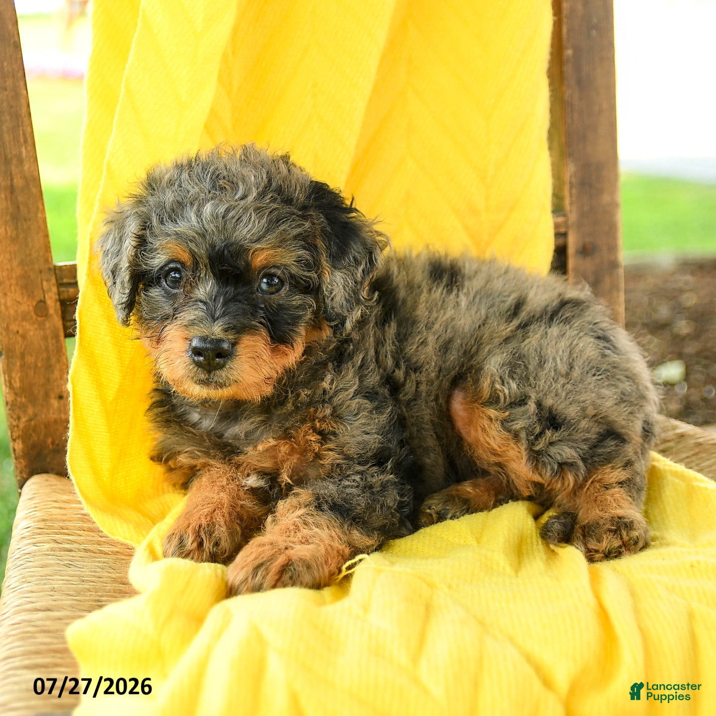 Mini Bernedoodle dogs Camila - Ad 2