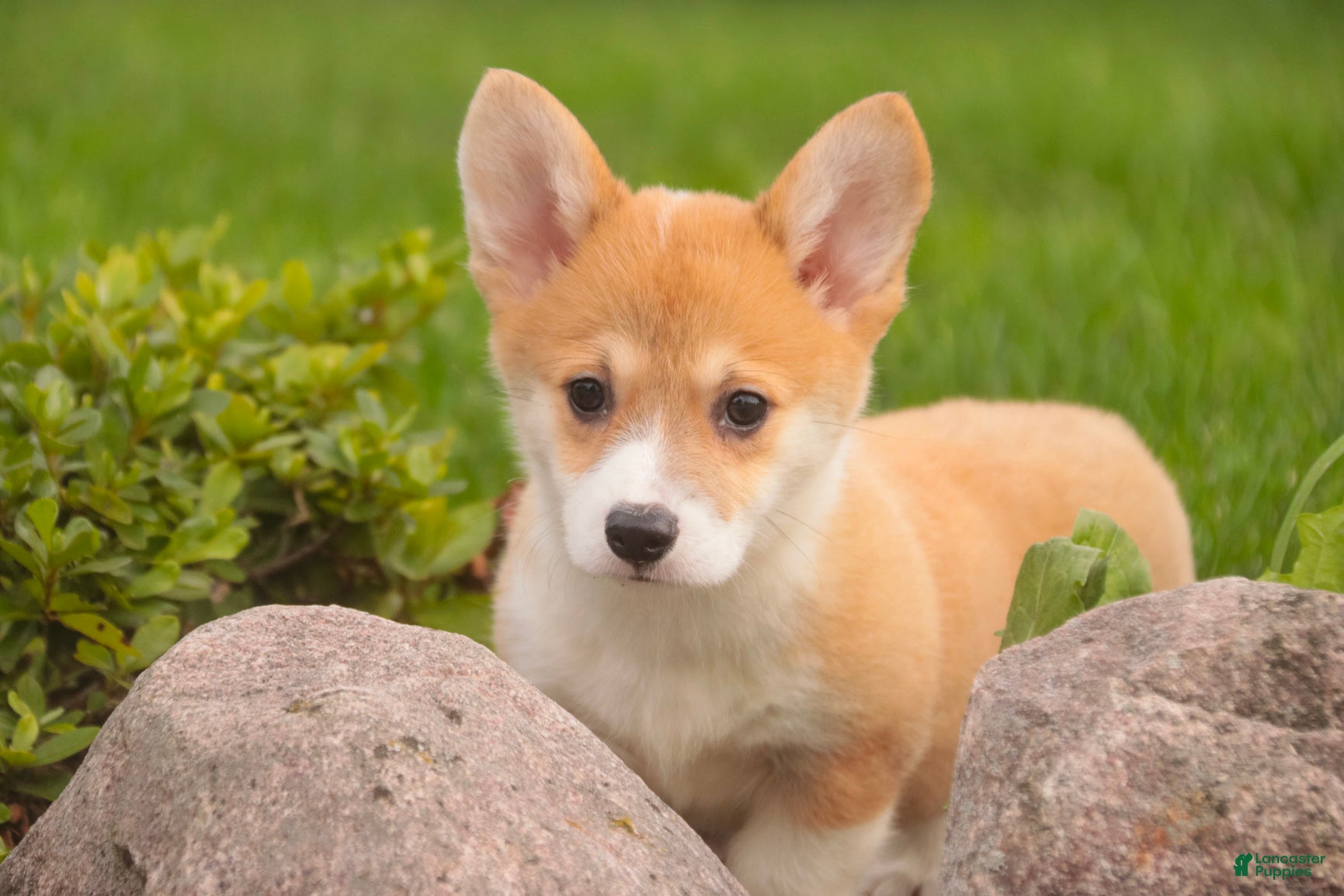 Welsh Corgi Pembroke dogs Miriam Welsh Corgi Pembroke - Ad 2