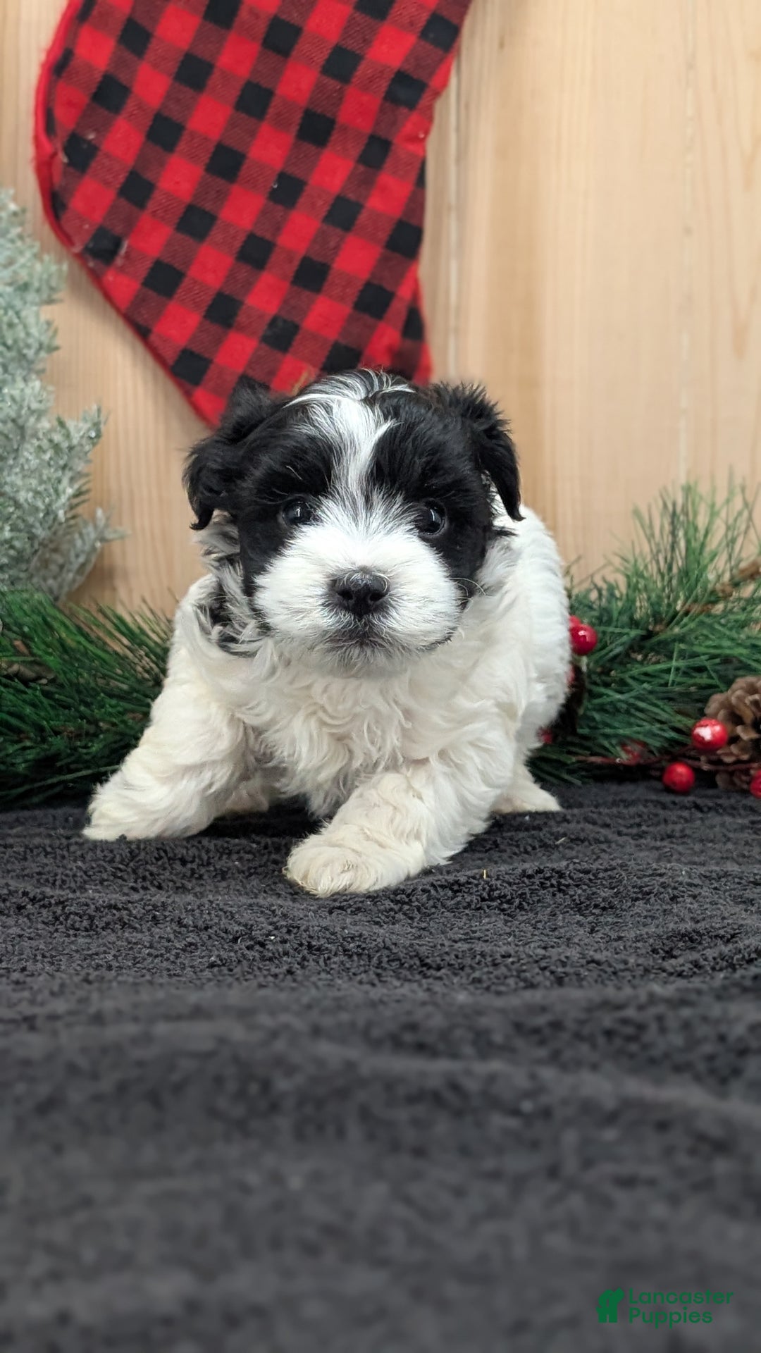 Havanese dogs for sale: Zya - Ad 2