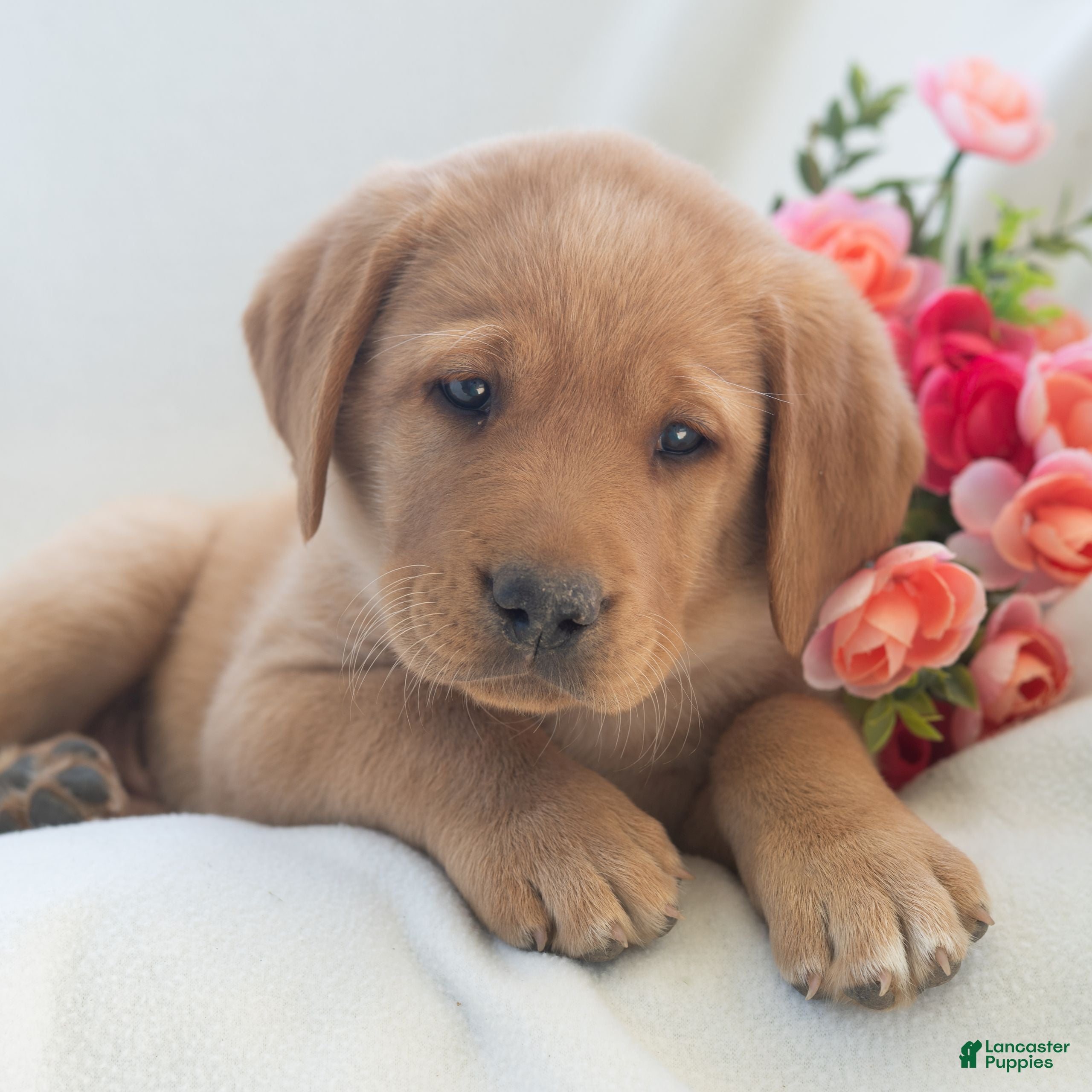 Labrador Retriever dogs Jeryl  - Ad 1