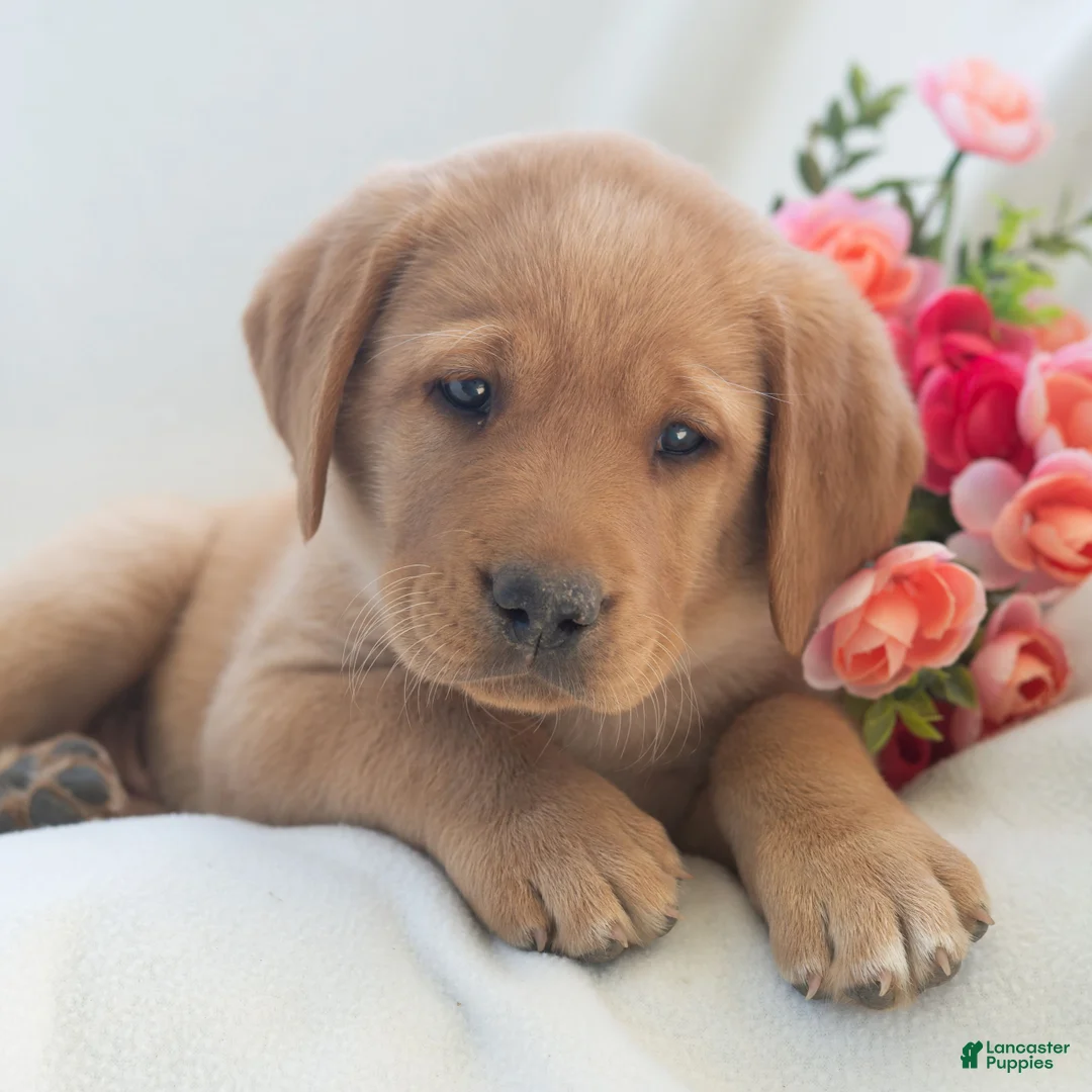 Labrador Retriever dogs for sale: Jeryl  - Ad 1