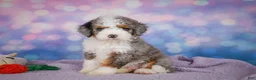 Mini Bernedoodle dogs for sale: Sandy - Ad 3