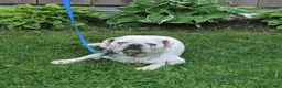 Pug dogs for sale: Sparkle - Ad 6