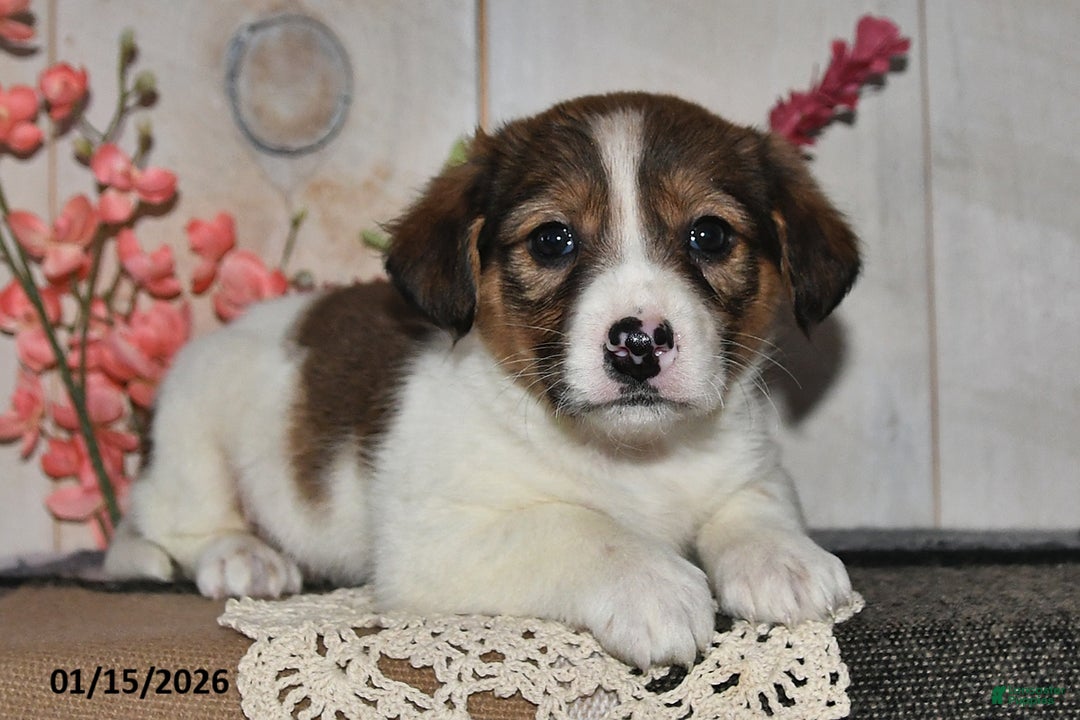 Mixed Breed dogs for sale: Angie - Ad 2