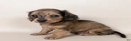 Miniature Dachshund dogs for sale: Stetson  - Ad 2