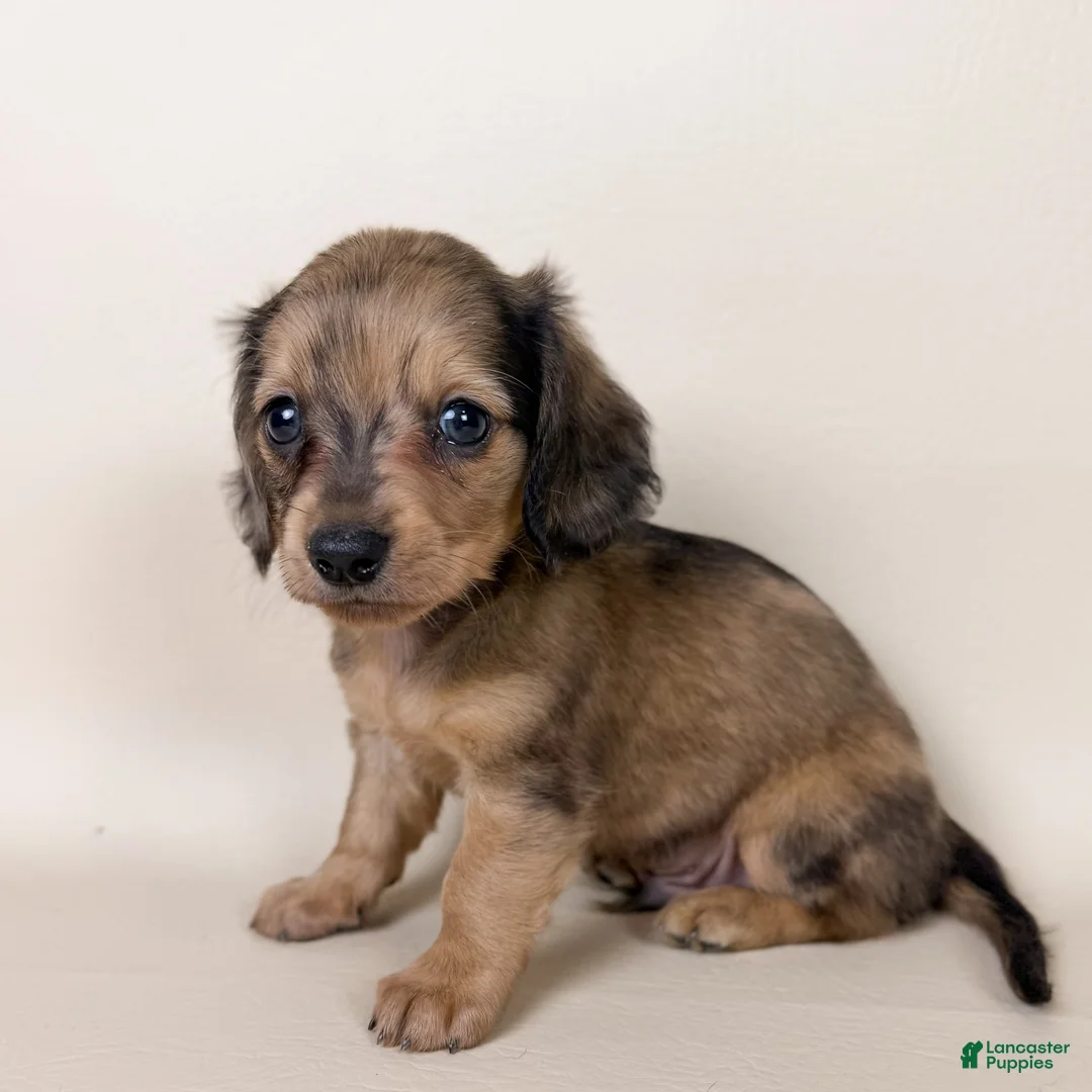 Miniature Dachshund dogs for sale: Stetson  - Ad 2