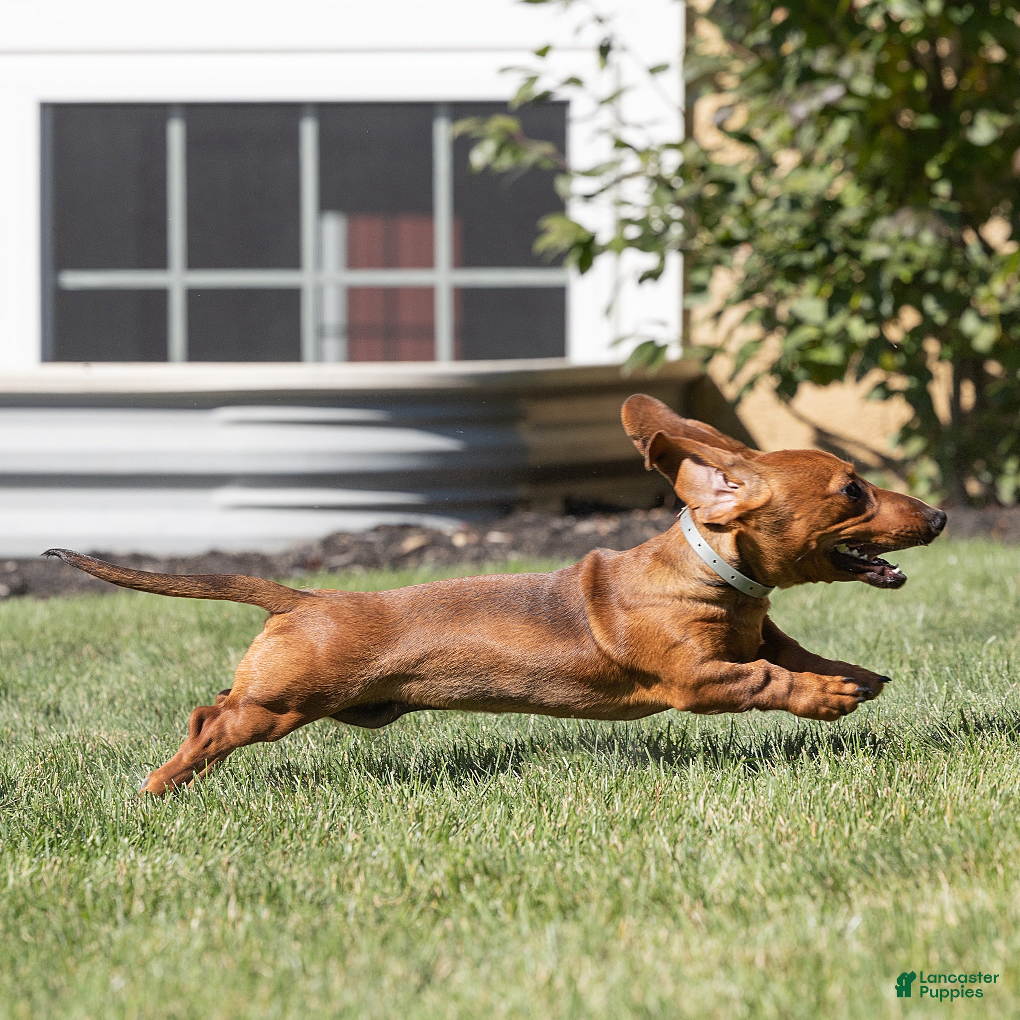 Miniature Dachshund dogs for sale: Mikey Miniature Dachshund  - Ad 2