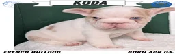 French Bulldog dogs for sale: Koda - Ad 1