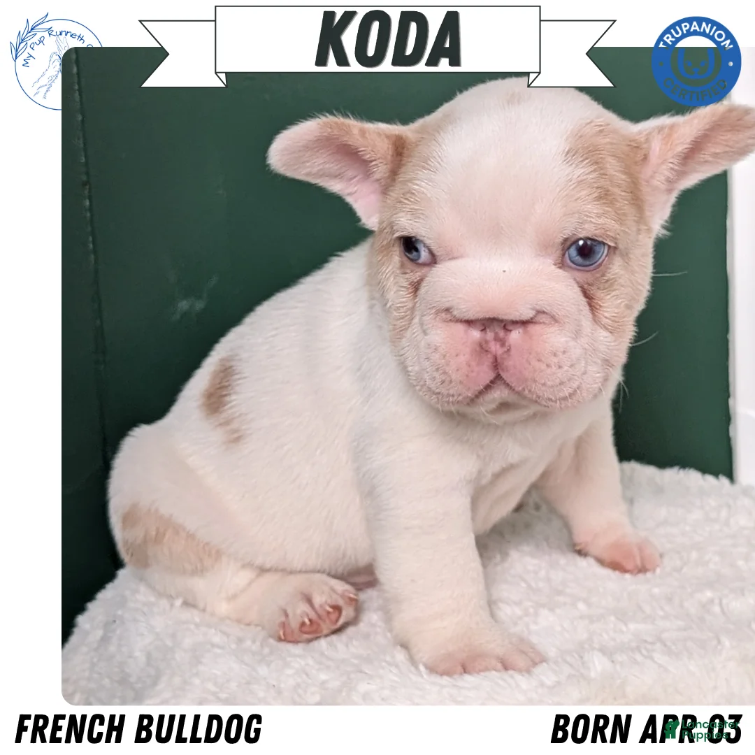French Bulldog dogs for sale: Koda - Ad 1