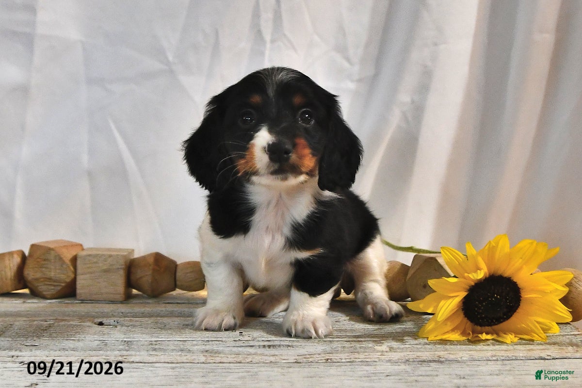 Miniature Dachshund dogs Cappuccino - Ad 2