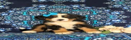 Bernese Mountain Dog dogs for sale: Falon - Ad 3