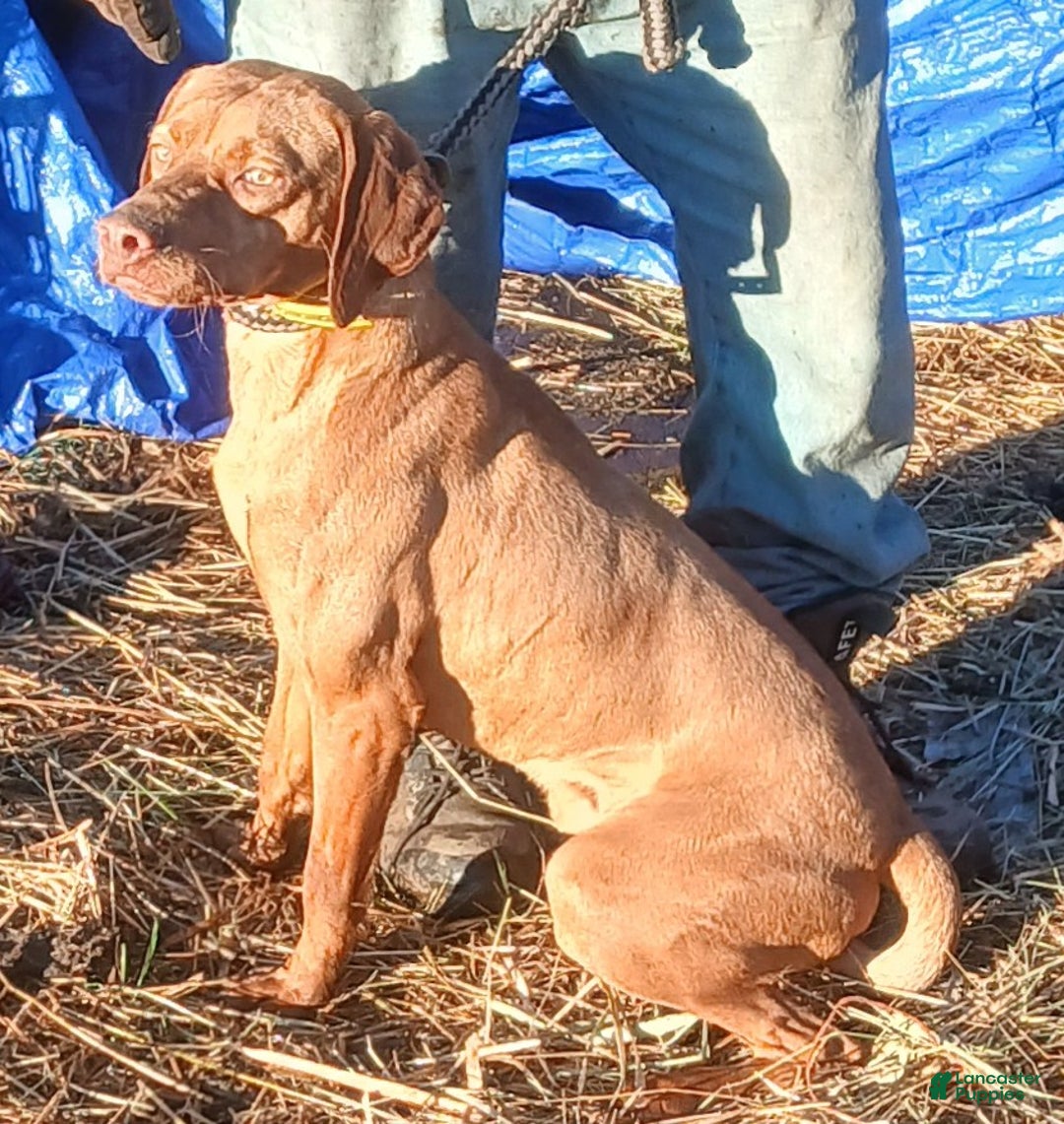Vizsla dogs for sale: Vizsla Puppy  - Ad 1