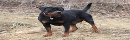 Rottweiler dogs for sale: Juliet - Ad 5
