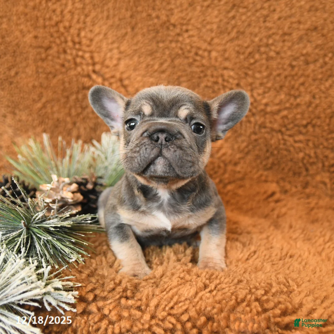 French Bulldog dogs for sale: Teddy - Ad 8