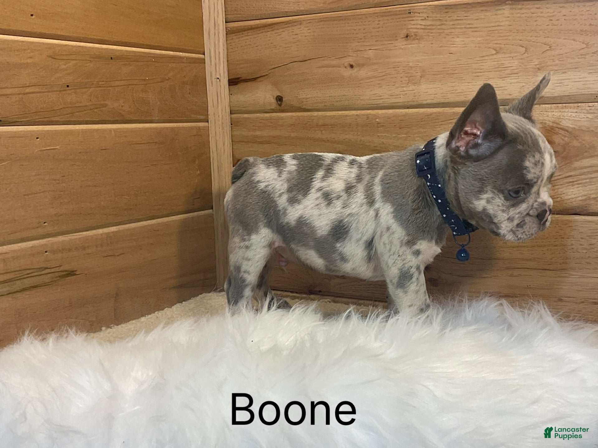 French Bulldog dogs Boone - Ad 1
