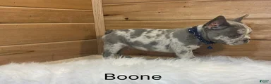 Boone