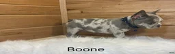 French Bulldog dogs for sale: Boone - Ad 1