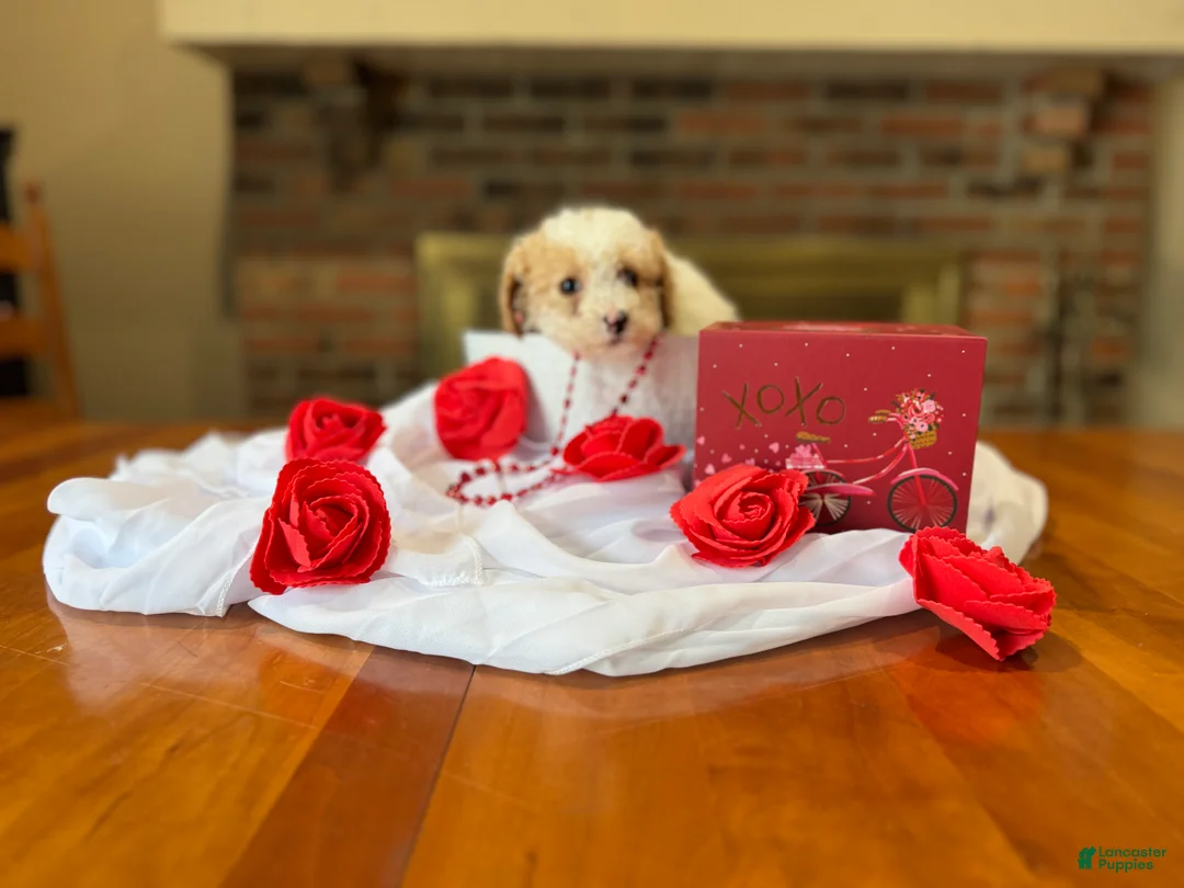 Toy Poodle dogs for sale: Biscuit - Ad 3